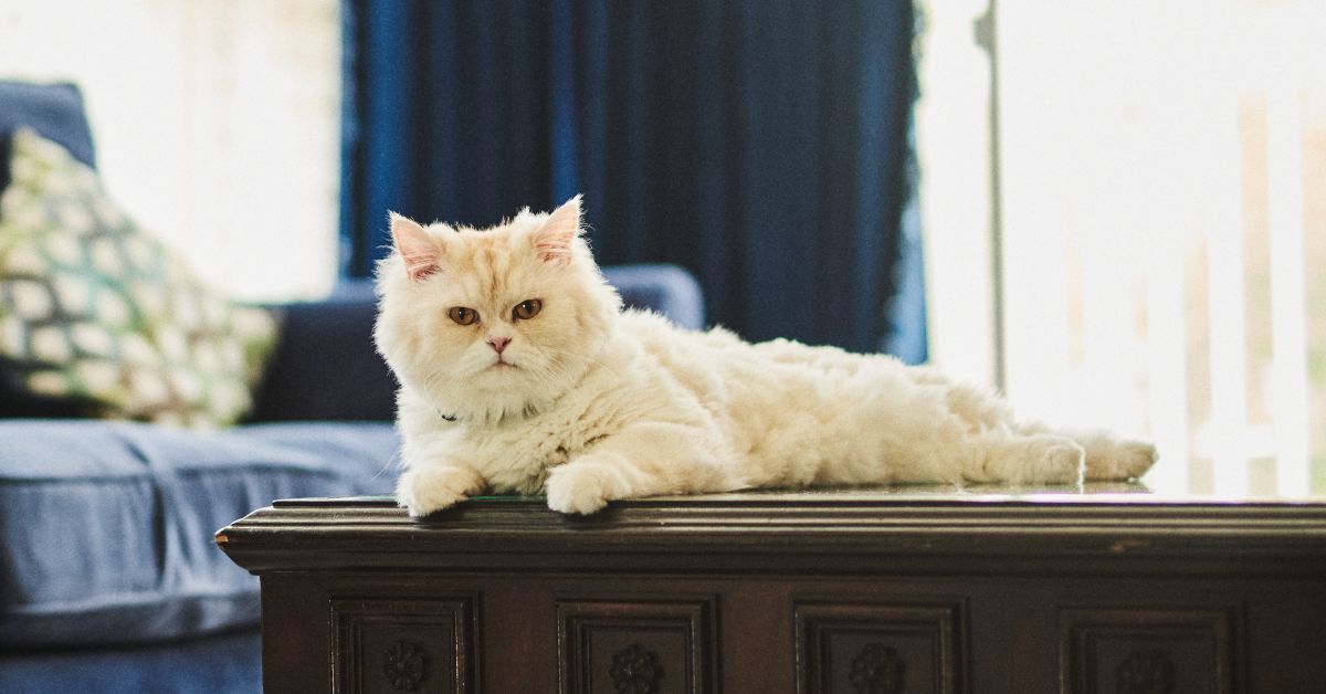 Why Cats Lick and What It Means for Their Cat Boarding Experience? Why Cats Lick and What It Means for Their Cat Boarding Experience?