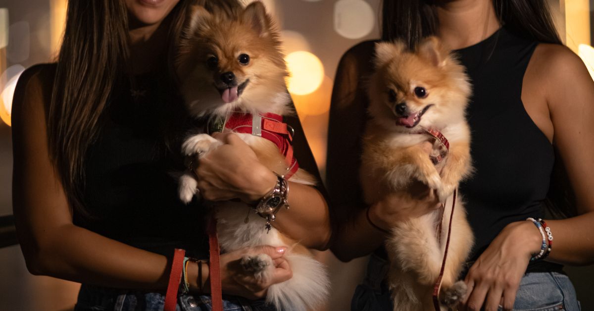 Does my dog yawning mean sleepy? Does my dog yawning mean sleepy?