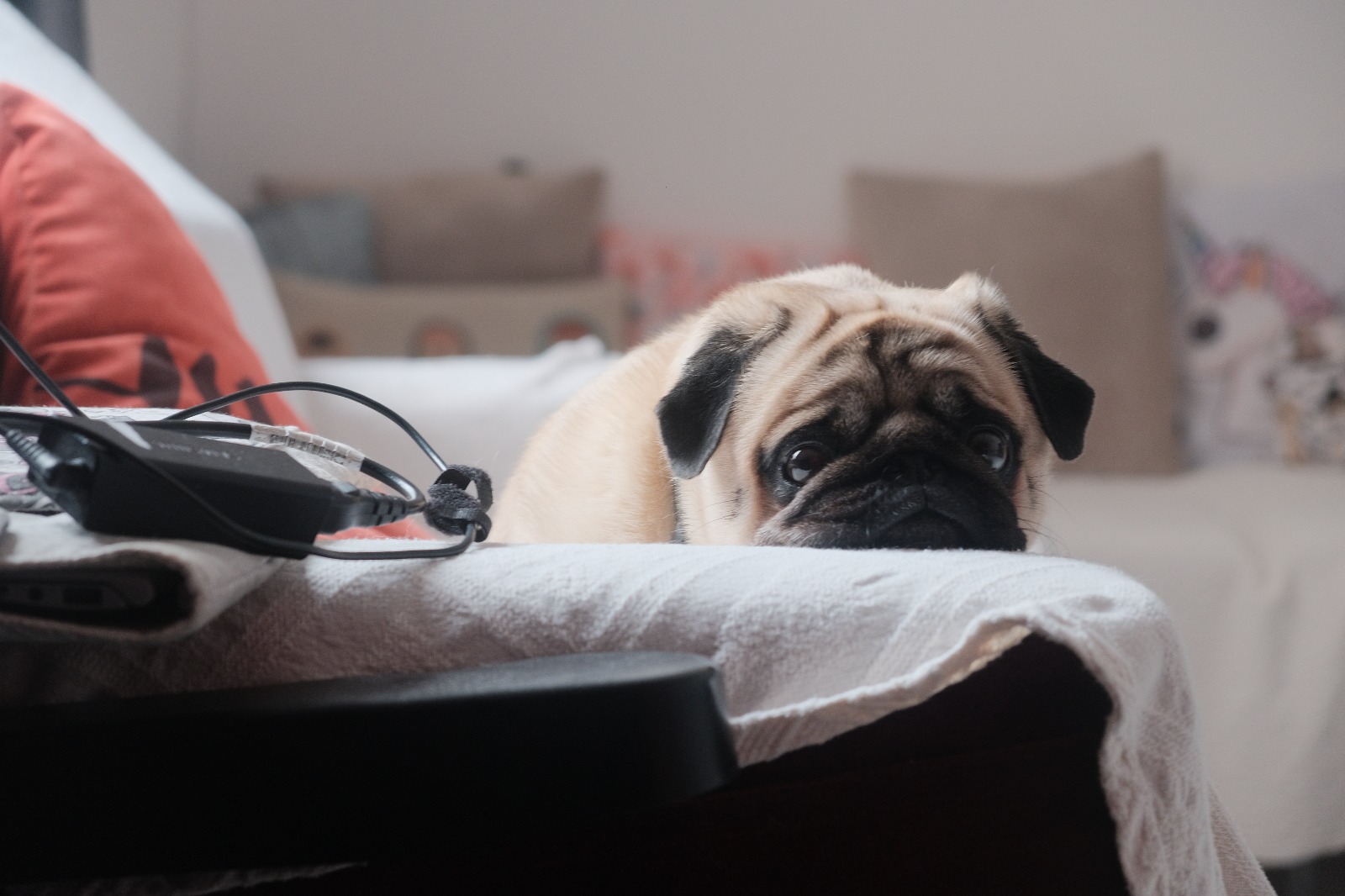 Summer Travel Plans? Here's What Your Pet Really Needs Summer Travel Plans? Here's What Your Pet Really Needs