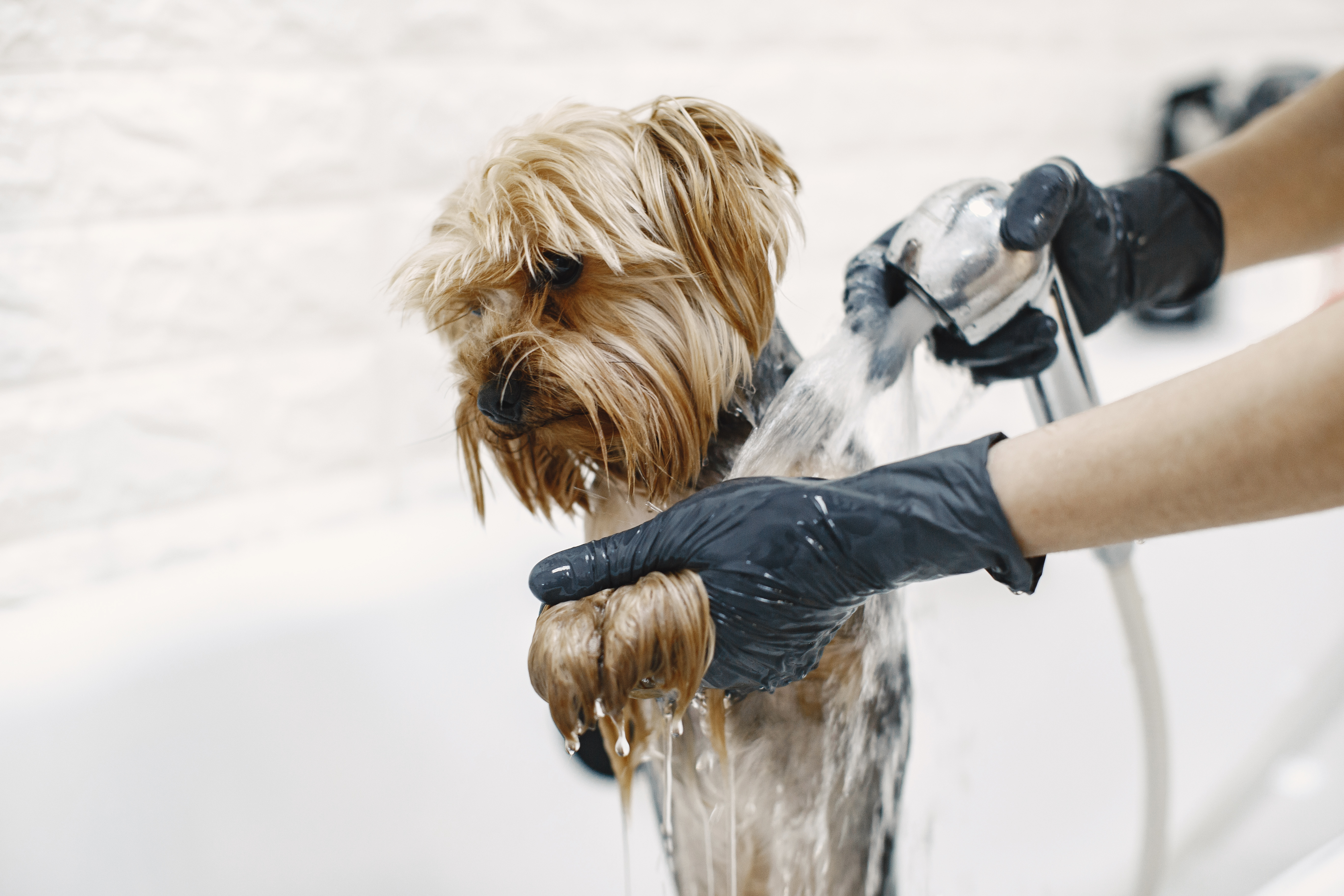 Why Professional Grooming Is Better Than DIY